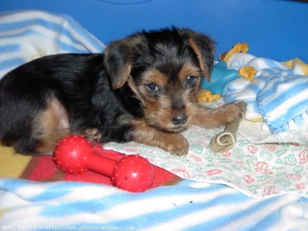 Photo de Yorkshire terrier