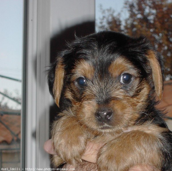 Photo de Yorkshire terrier