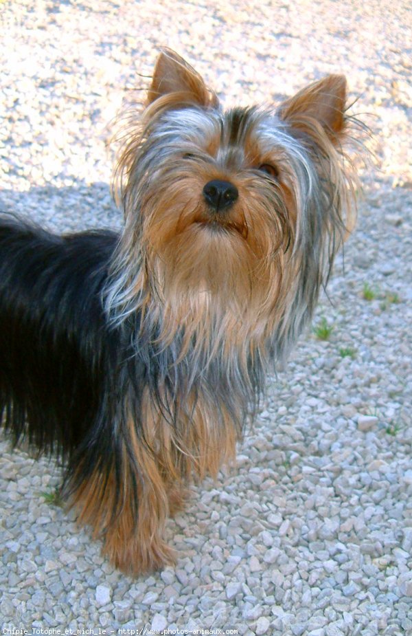 Photo de Yorkshire terrier