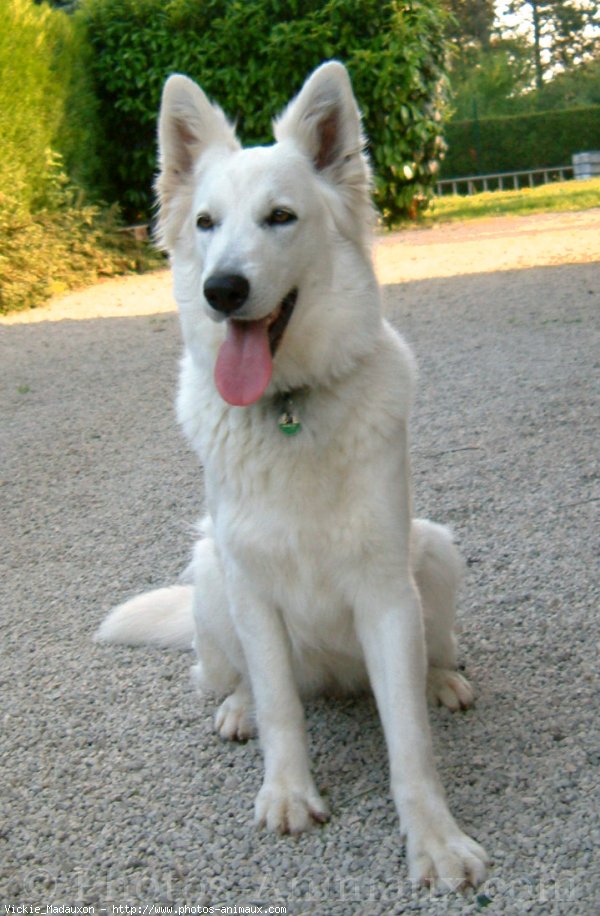 Photo de Berger blanc suisse