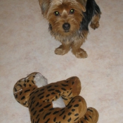 Photo de Yorkshire terrier