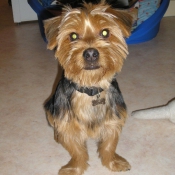 Photo de Yorkshire terrier