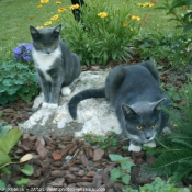 Photo de Chat domestique