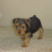 Photo de Yorkshire terrier