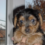 Photo de Yorkshire terrier