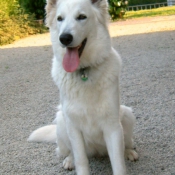 Photo de Berger blanc suisse