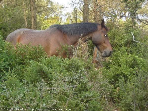 Photo de Races diffrentes