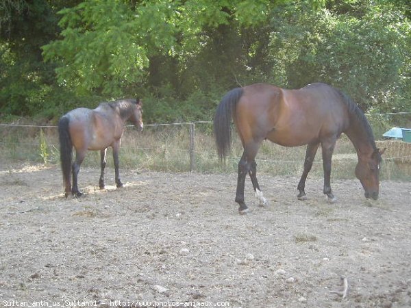 Photo de Races diffrentes