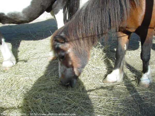 Photo de Shetland