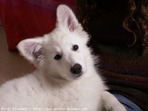 Photo de Berger blanc suisse