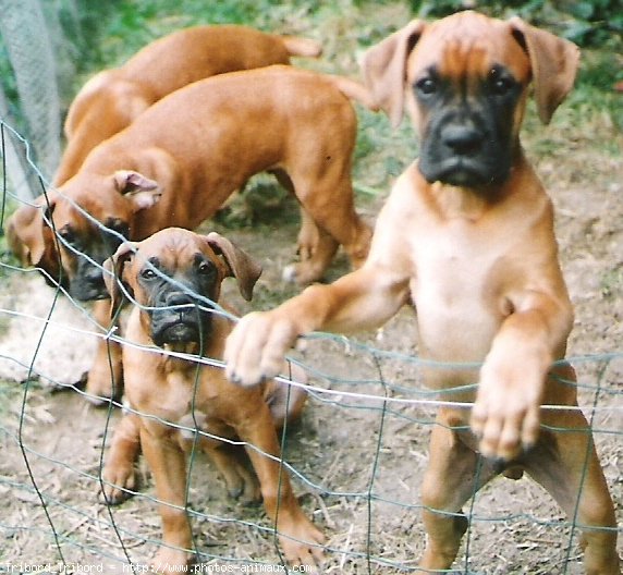 Photo de Boxer