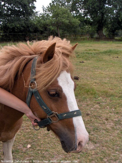 Photo de Shetland