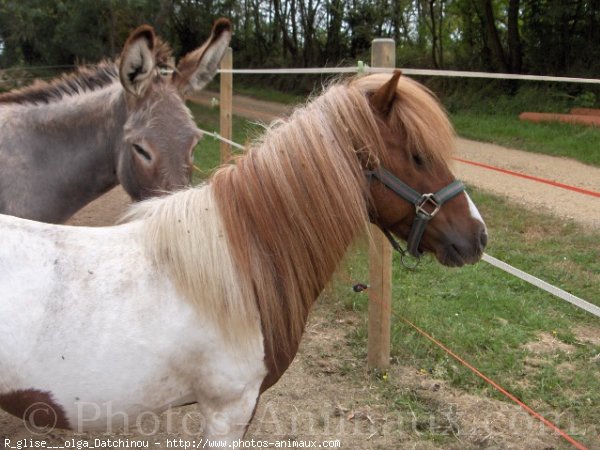 Photo de Races diffrentes