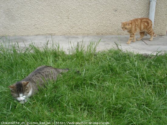 Photo de Chat domestique