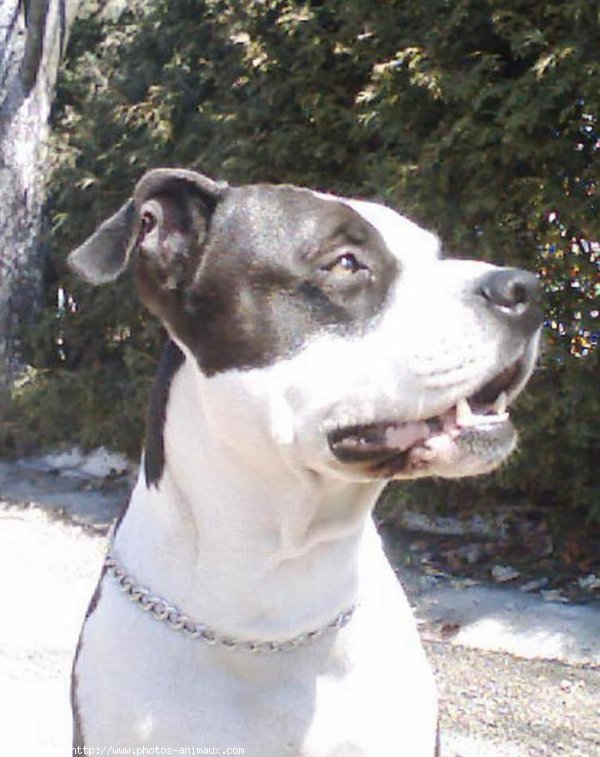 Photo d'American staffordshire terrier