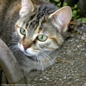 Photo de Chat domestique