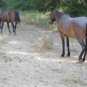 Photo de Races diffrentes