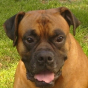 Photo de Boxer