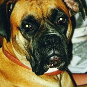 Photo de Boxer