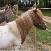 Photo de Races diffrentes