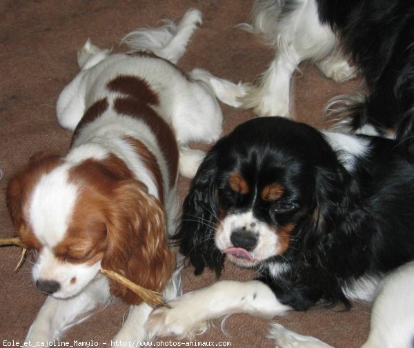 Photo de Cavalier king charles spaniel