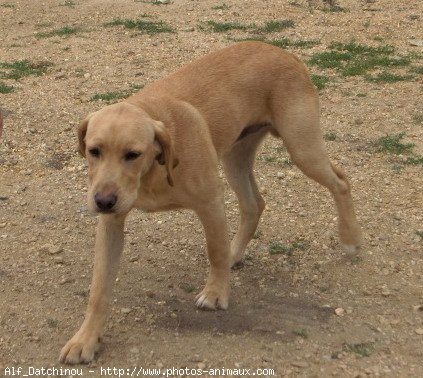 Photo de Labrador retriever