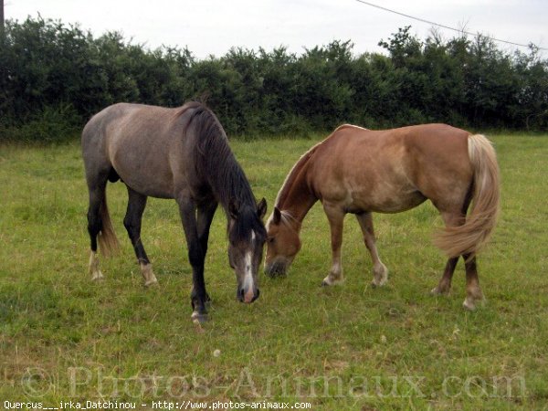 Photo de Races diffrentes