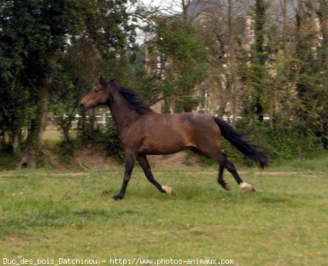 Photo de Trotteur franais