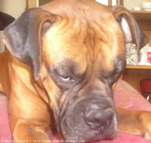 Photo de Boxer