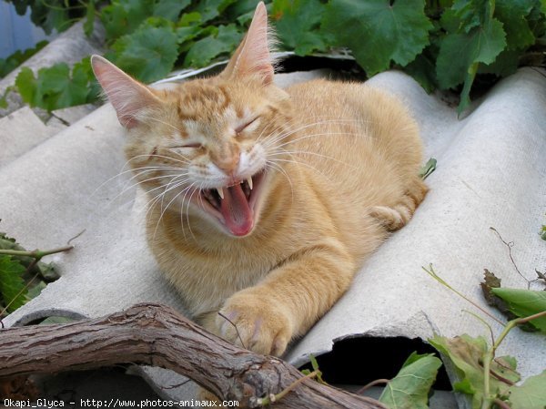 Photo de Chat domestique