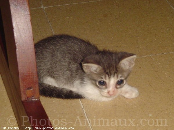 Photo de Chat domestique