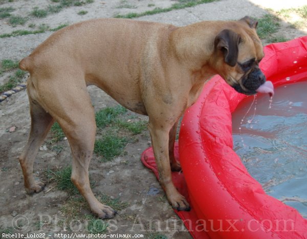 Photo de Boxer