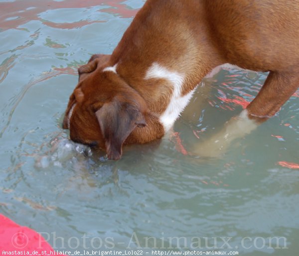 Photo de Boxer