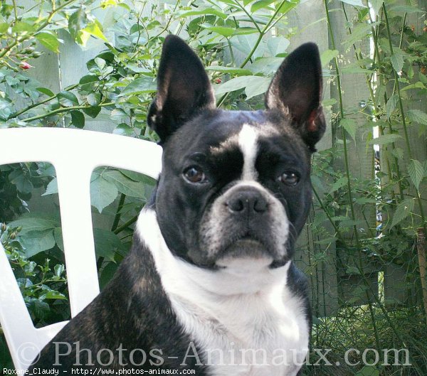 Photo de Boston terrier