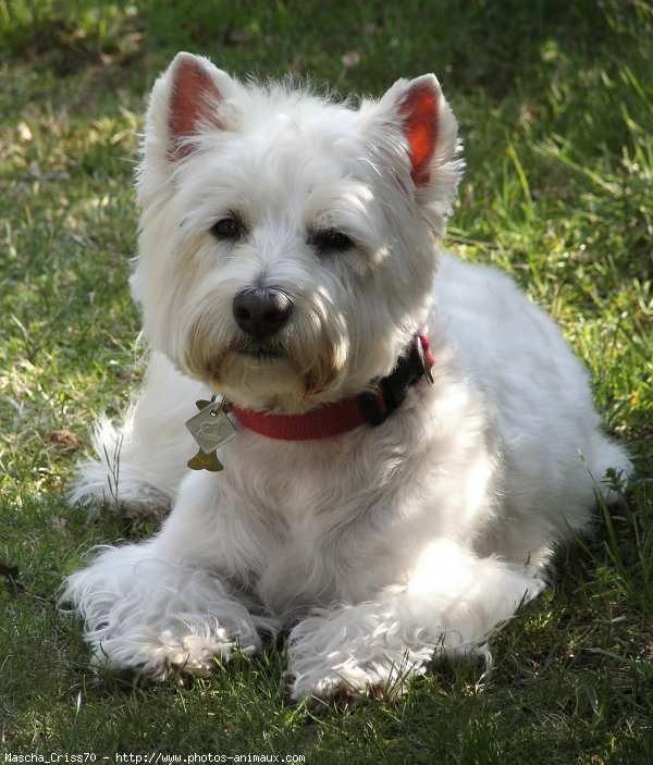 Photo de West highland white terrier