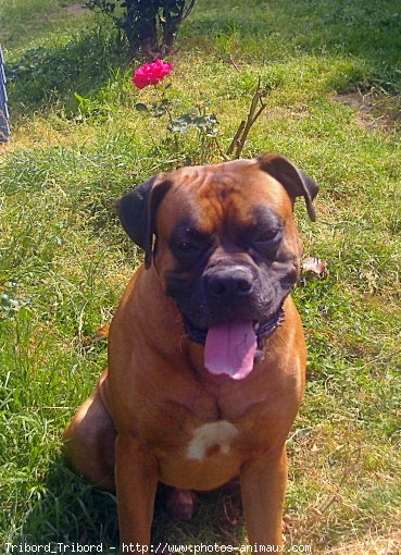 Photo de Boxer