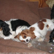 Photo de Cavalier king charles spaniel