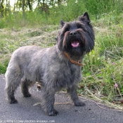 Photo de Cairn terrier