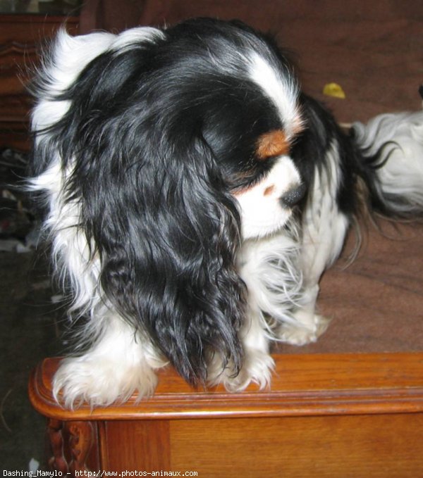 Photo de Cavalier king charles spaniel