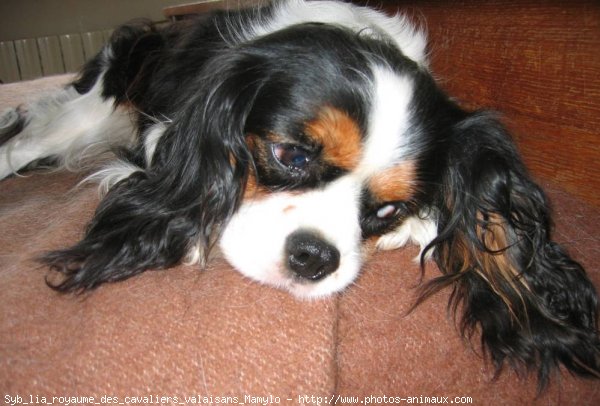 Photo de Cavalier king charles spaniel