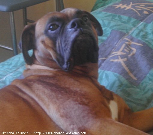 Photo de Boxer