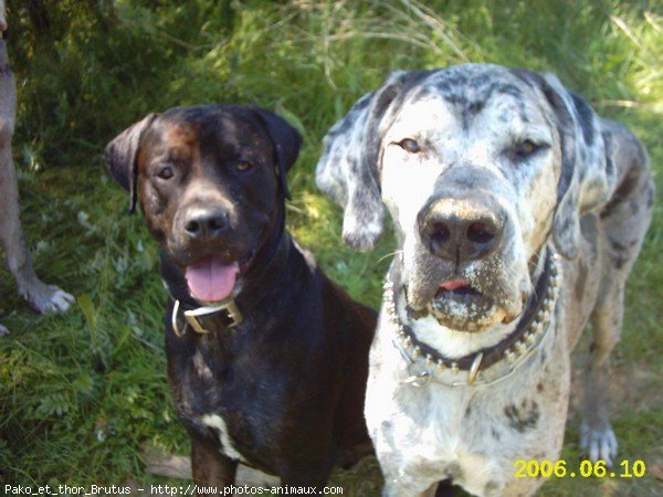 Photo de Races diffrentes