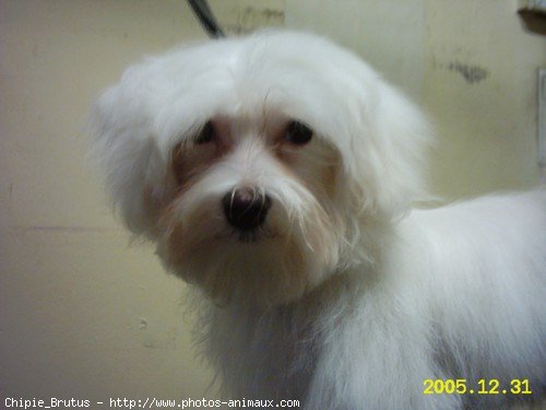 Photo de Bichon maltais