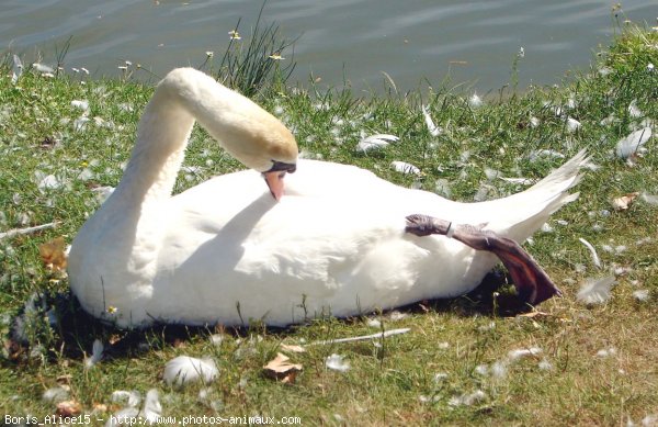 Photo de Cygne