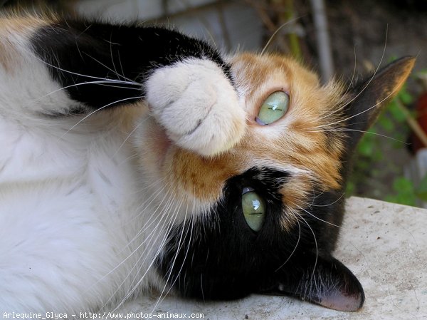 Photo de Chat domestique