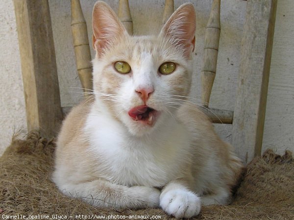 Photo de Chat domestique