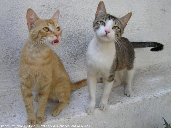 Photo de Chat domestique