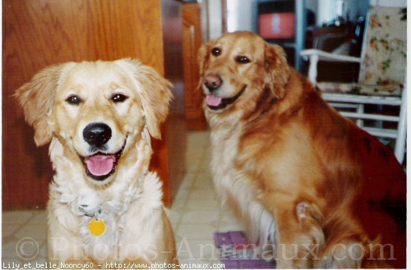 Photo de Golden retriever