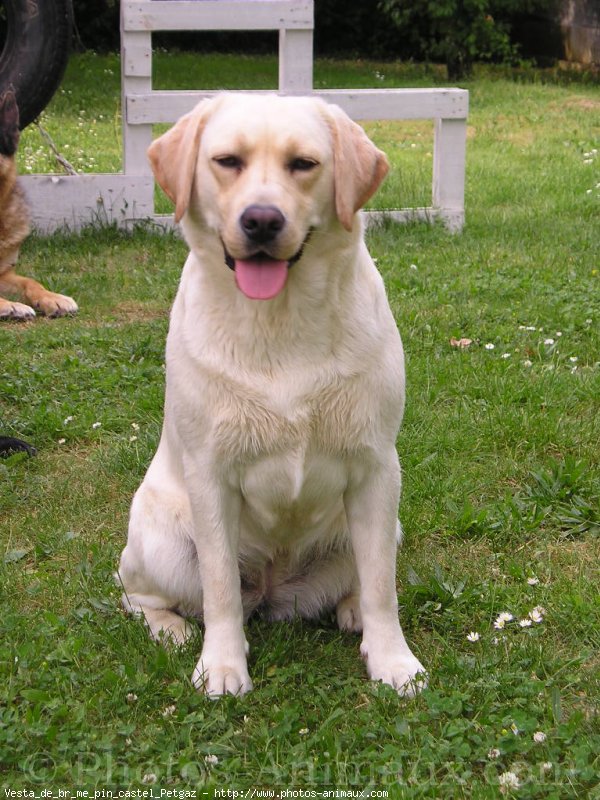 Photo de Labrador retriever