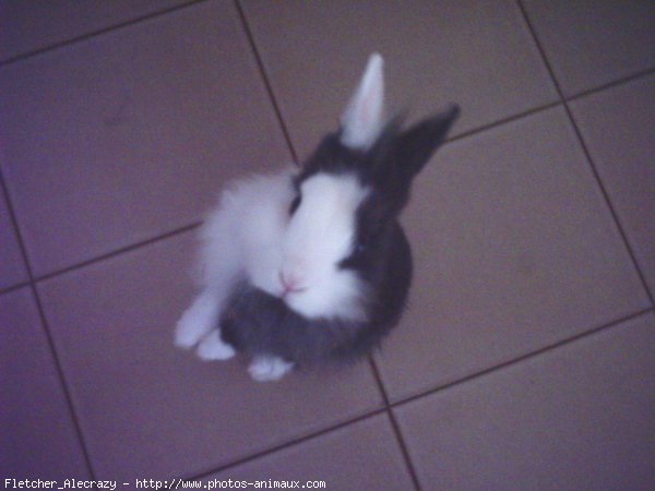 Photo de Lapin